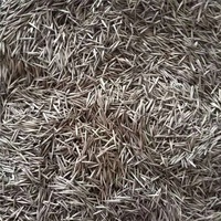 Semillas de Bambú Moso (Phyllostachys Edulis) de Suministro Directo de Fábrica para Cultivo de Plantas Artificiales