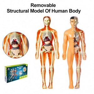Modèle de torse humain 3D pour enfants, modèle d'anatomie, modèle de squelette, assemblage d'organes DIY, jouet éducatif, outil d'apprentissage - Product Image 5
