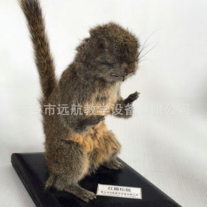 Fabricant de modèles d'animaux réalistes de haute qualité pour la maison, l'école, la recherche et l'artisanat. - Product Image 3