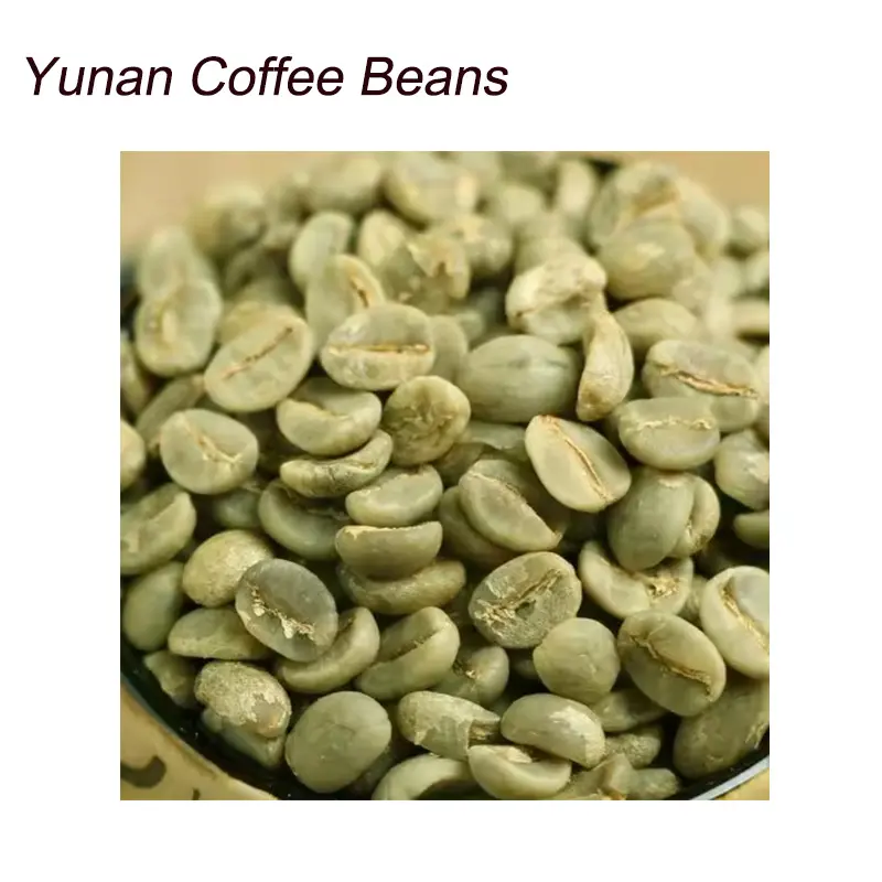 Yunnan kaffee-Anbaubasis Versorgung Yunnan grüne Kaffeebohnen Arabica / Robusta Bohnen Arabica gewaschene Kaffeebohnen