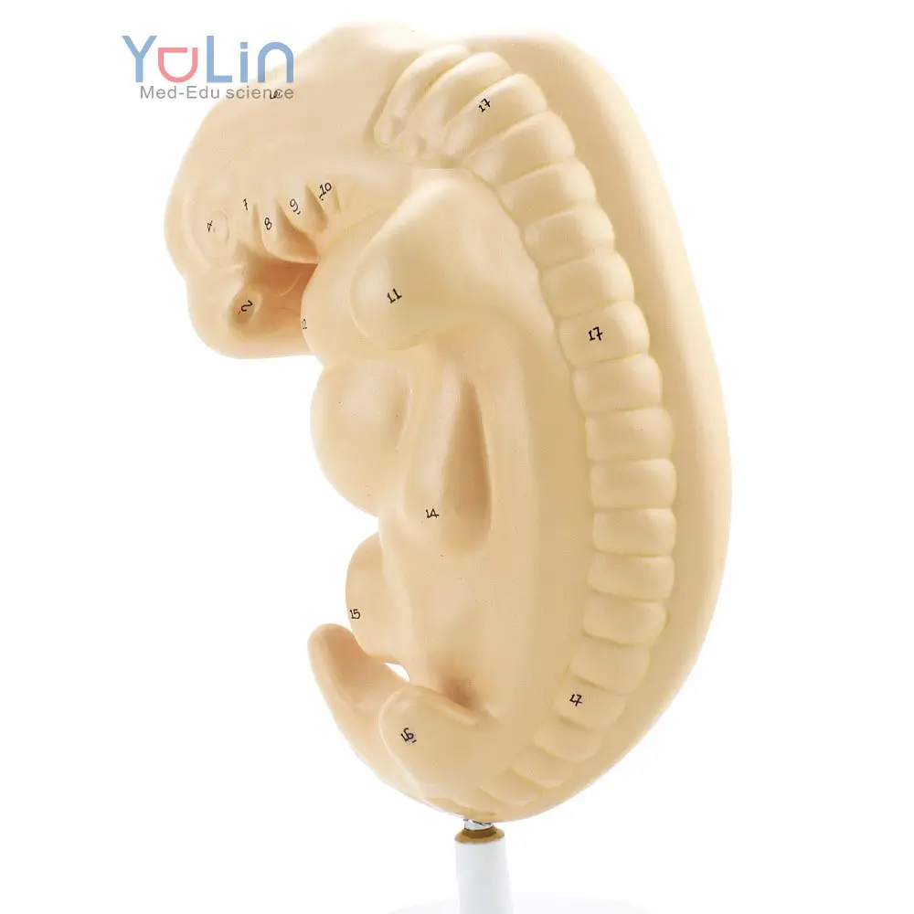 Human Embryo Model 50X Life Size 4th Week Fetus Development Anatomical Model Educational Equipment Teaching Resources