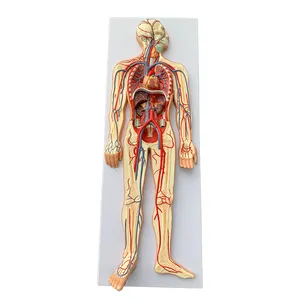 医学教学展示人体血液循环系统模型包括心血管和淋巴系统