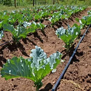 Satılık üretici damla sulama düz damla sulama boru yapma makinesi