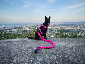 Albornoz de Secado Rápido para Perros, Envoltura Completa para Mascotas, Abrigo de Secado, Ropa de Microfibra Absorbente, <span class=keywords><strong>Toalla</strong></span> de <span class=keywords><strong>Playa</strong></span> sin Arena para Perros y Gatos - Product Image 4