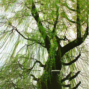 Hot Sale Natural White Willow Extract High Quality Powder for Food Supplement - Product Image 4