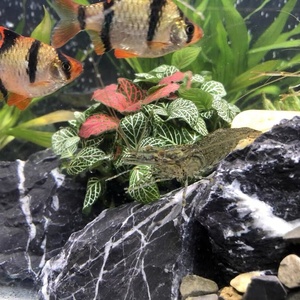 Pierres de décoration pour aquarium NINGSHU de haute qualité, en <span class=keywords><strong>ardoise</strong></span> naturelle de 10 à 30 cm - Style simple, paysage d'intérieur, <span class=keywords><strong>sac</strong></span> jumbo - Product Image 6