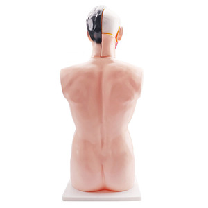 Modelo Anatómico de Torso Humano de Alta Calidad, 19 Partes con Órganos Internos Extraíbles - Product Image 6