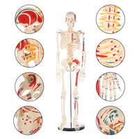 Instrumento de ciencia médica de tamaño real 1/2, modelo de esqueleto de cuerpo entero humano de 85cm con cardiovascular para demostración de enseñanza