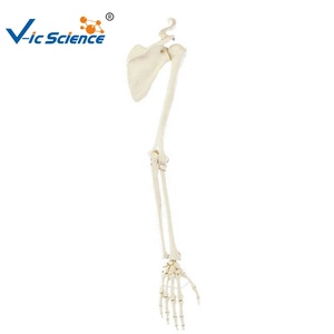 Modelo de mano de esqueleto de PVC de tamaño real con <span class=keywords><strong>ulna</strong></span> y radio para la educación anatómica humana en ciencias médicas - Product Image 2