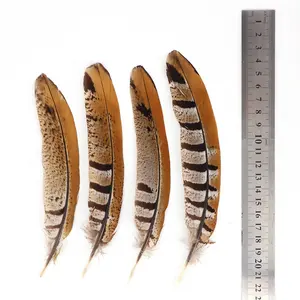 Grosir 15-20cm alami Reeves Pheasant ekor bulu hiasan kepala India pola pemasok mentah Xinyuling merek Cina - Product Image 2