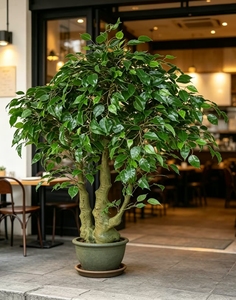 <span class=keywords><strong>Arbre</strong></span> <span class=keywords><strong>banian</strong></span> artificiel réaliste au toucher naturel pour la décoration intérieure et extérieure, patio, véranda, plantes de sol - Product Image 5