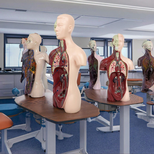 Modello Anatomico di Torso Umano a Mezzo Busto, Modello del Sistema Respiratorio per l'Insegnamento Medico - Product Image 3