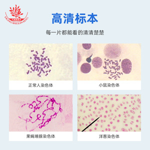 Préparation de chromosomes biologiques, préparation de lamelles microscopiques, coloration au Giemsa, lamelles cytogénétiques pour l'enseignement supérieur - Product Image 2