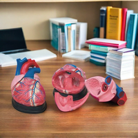 Modelo de Esqueleto Humano Realista de PVC Jumbo DARHMMY, Duradero, para Enseñanza de Ciencias Médicas y Anatomía