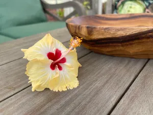 Handmade <b>Large</b> Decorative <b>Wooden</b> Dough <b>Bowl</b> Elegant Oval Bread <b>Bowl</b> for Home & Kitchen Use for Serving and Storage - Product Image 6