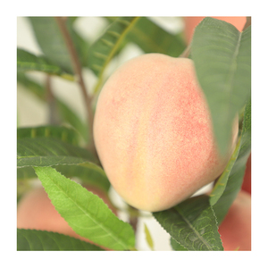 Árbol de fruta de melocotón, árbol de bonsái Artificial de alta calidad, con <span class=keywords><strong>precio</strong></span> competitivo - Product Image 4