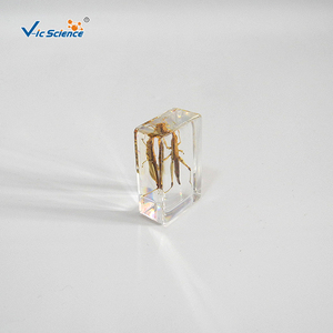 Especímen de locusta en resina, estructura corporal completa de insecto para la observación y enseñanza de biología, CE/ISO/ROHS/CNAS - Product Image 1