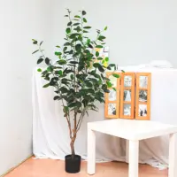 新しいスタイルの盆栽植物中国最高品質のミニ中小装飾装飾盆栽植物のイチジクMicrocarpa