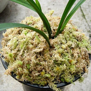 特殊栄養土壌蘭プレミアムドライミズゴケ天然ミズゴケデンドロビウム植物植栽土 - Product Image 2