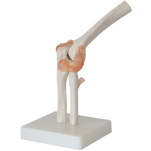 Modelo de Articulación de Rodilla Humana Flexible DIGISMART para Educación Médica, Entrenamiento de Enfermería, Uso Clínico, Escuelas de Medicina - Product Image 1