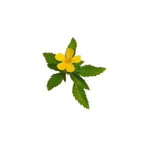 High Quality <strong>Damiana</strong> Extract <strong>Powder</strong> <strong>Damiana</strong> Water Soluble <strong>Powder</strong> 10:1Pure <strong>Natural</strong> Herbal Extract From China - Product Image 2