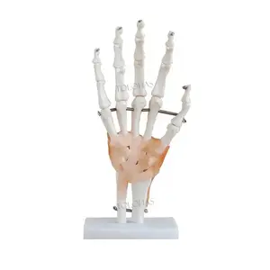 Lhn065 Fabrieksprijs 3d Pvc Ligamenten Handgewricht Skeletmodel Voor Medische Wetenschap Onderwijs Gebruik