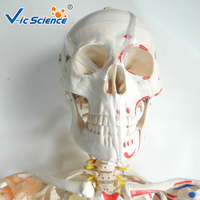 Modèle de squelette humain grandeur nature économique 180 cm en PVC avec articulations articulées pour l'enseignement médical CE ISO ROHS CNAS