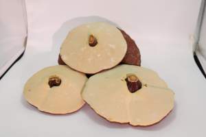 Чистый травяной китайский красный Lingzhi дикий сушеный китайский Ganoderma Lucidum <span class=keywords><strong>Reishi</strong></span> - Product Image 6