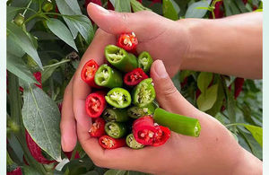 بذور الفلفل الكوري الجنوبي الأحمر والذهبي المجفف، فلفل أحمر للزراعة في الربيع والصيف، بذور خضروات شديدة الحرارة، بذور اللفت - Product Image 4