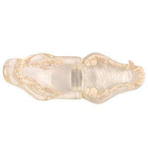 Resina canina modello dentale per cani chiaro dentatura cane denti modello corpo animale anatomia denti per la formazione del cane - Product Image 6