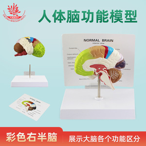 แบบจำลองการทำงานของสมอง: แบบจำลองการแบ่งสีสมองของมนุษย์, แบบจำลองการทำงานของสมองที่มีสีสันสดใส, แบบจำลองการสอนทางการแพทย์ของมนุษย์ - Product Image 5
