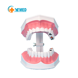 Vendita calda ingrandimento 2 volte di insegnamento orale per bambini forniture dentali protesi 28 modelli di denti possono osservare la radice - Product Image 1