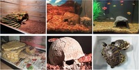 Boîte de cachette pour reptiles en résine, tronc d'arbre, grotte cachette, habitat pour tortues, plateforme de basking, grotte de retraite pour petits animaux, serpents et reptiles