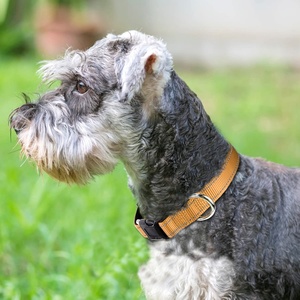 Highly Reflective Durable Fast Dry Quick Release Buckle Pet <strong>Dog</strong> <strong>Collar</strong> Leashes For Different Sized <strong>Dogs</strong> Printed Made Polyester - Product Image 6