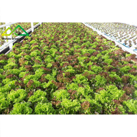 Système hydroponique commercial à flottaison large (DWC) |   Kit complet de serre pour la production rapide de légumes à feuilles vertes et de micro-légumes