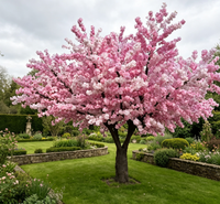 Guirlande de glycine blanche artificielle pour décoration de mariage en gros, fleurs de cerisier suspendues au plafond