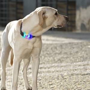 モダンなLED発光犬の首輪充電式リーシュソリッドプリントスナップオンUSB充電ポリエステルリボン装飾 - Product Image 4