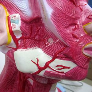 تشريح الرأس والوجه والرقبة وتوزيع الشريان السباتي الخارجي نموذج التعليم الطبي - Product Image 4