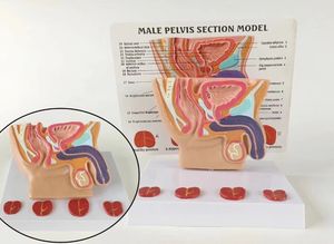 Ciência médica humana pelve masculina Cavidade Doença sagital Anatomia ensino modelos - Product Image 2
