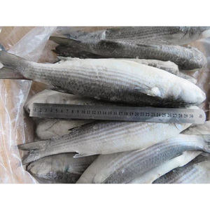 <span class=keywords><strong>ปลา</strong></span>กระบอกสีเทาแช่แข็งอาหารทะเลแช่แข็ง - Product Image 4