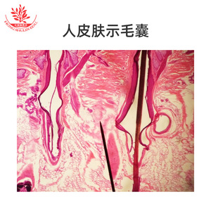 Spécimens clairement définis, structures typiques, lamelles de laboratoire biologique pour l'enseignement supérieur, lamelles de tissus humains, enseignement - Product Image 3