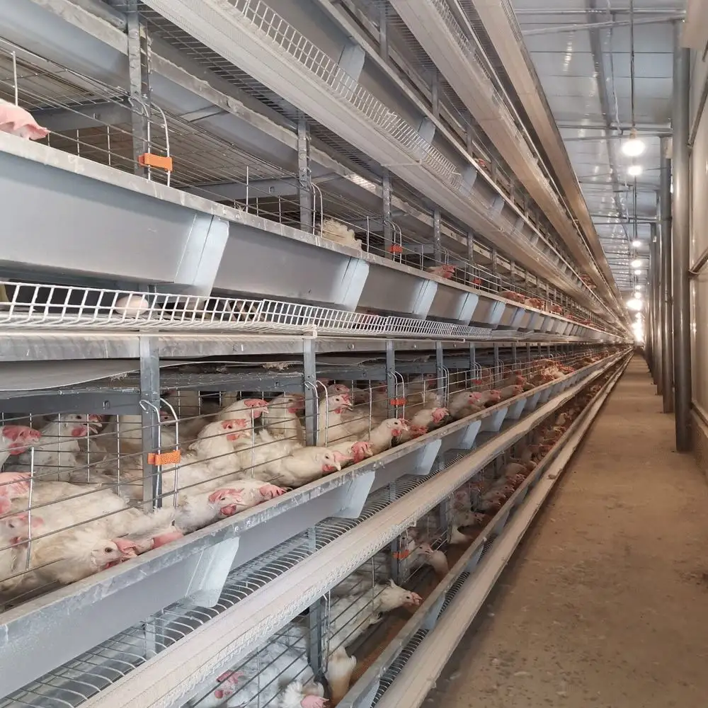 Uae Chicken Farm Poultry Equipment For Sale