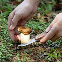Couteau à champignons avec brosse et étui, couteau de chasse et de cueillette, couteau de greffage pour morilles, porcini, chanterelles, truffes, meilleur cadeau