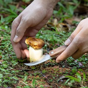 Coltello per Funghi con Spazzola e Fodero, Coltello da Caccia e Raccolta, Coltello per Innesto per Spugnole, Porcini, Cantharelli, Tartufi, Miglior Regalo - Product Image 2