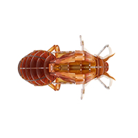 Kit de modèles d'insectes 3D à assembler soi-même, série d'insectes mécaniques, coléoptères, papillons, coccinelles, artisanat éducatif pour enfants et adultes