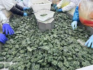 Vegetales Congelados de Alta Calidad en Oferta, Certificados por HACCP y BRC, Espinacas Congeladas IQF Cortadas - Product Image 6