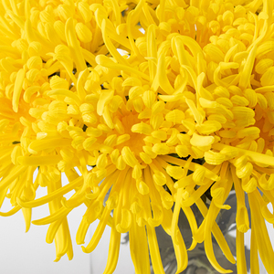 Laatste ontwerp Real Touch Chrysanthemum bloemstuk set met glazen vaas voor meerdere toepassingen binnen decoratie op het bureau - Product Image 3
