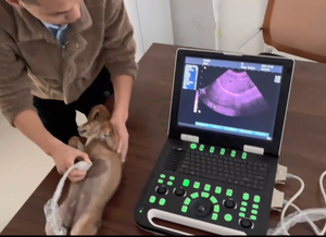 MC1000Vet Scanner à ultrasons portable à image très claire Usg pour animaux comme les chiens et les chats - Product Image 3