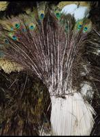Plumes de paon brutes décoratives indiennes Soraj Enterprises pour bricolage, accessoires de costume, mariage, fête, décoration intérieure