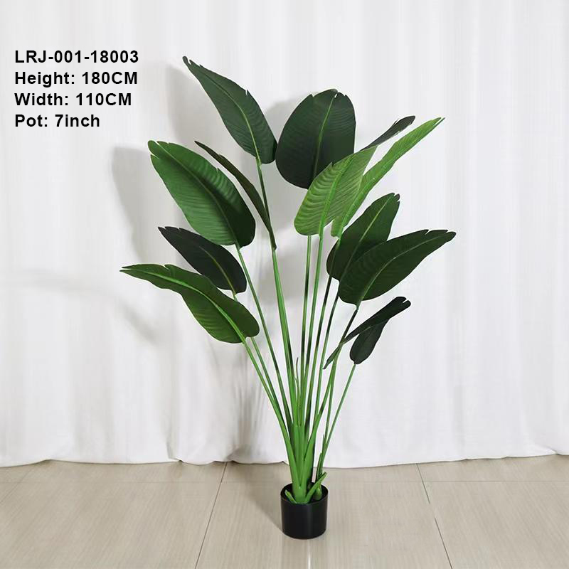 180cm/árbol del viajero